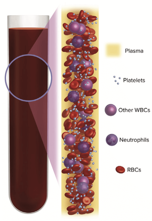 血液を示した図