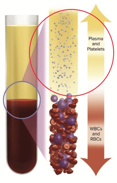 血液を示した図